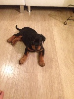 CHIOT