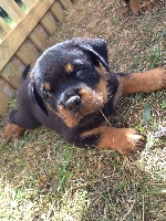 CHIOT