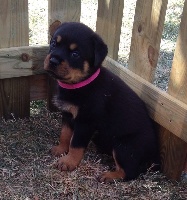 CHIOT