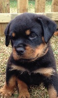CHIOT