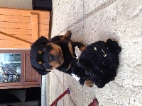 CHIOT