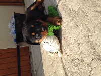 CHIOT