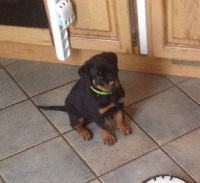 CHIOT