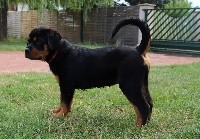 NIGEL 